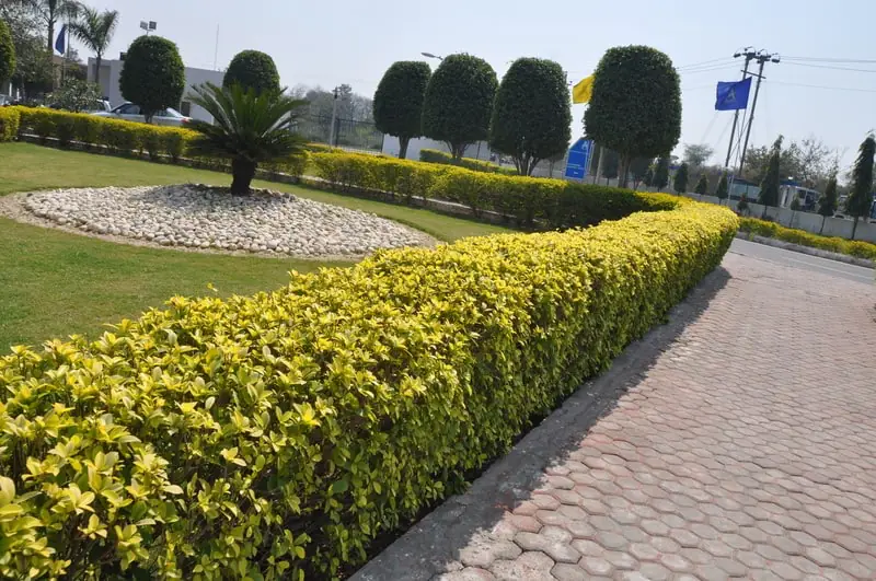 Landscaped campus pathway and gardens